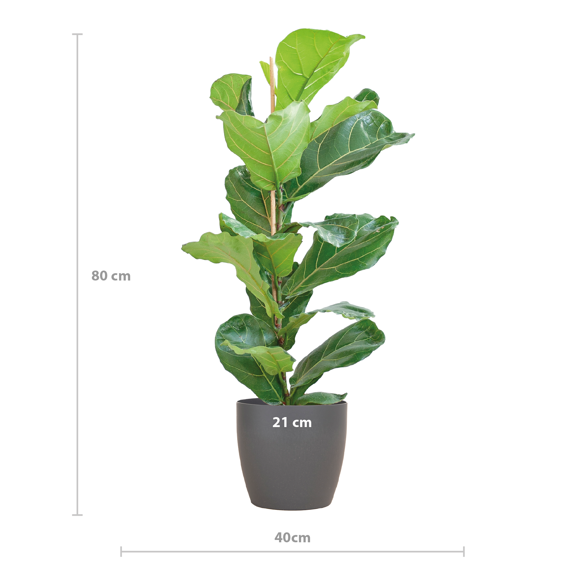 Ficus Lyrata mit Viber-Topf Grau – 80 cm – Ø21