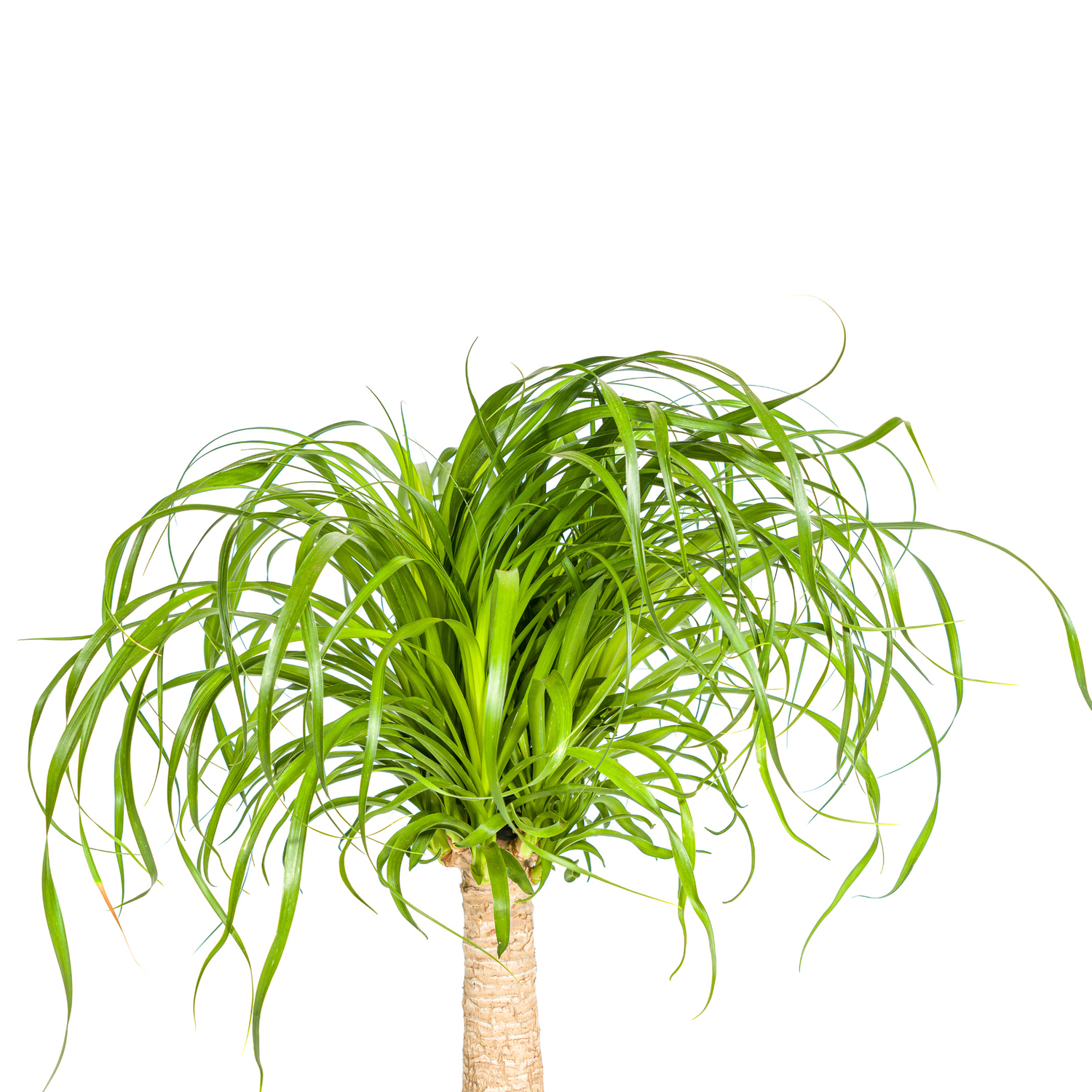Beaucarnea Recurvata am Stamm – Exklusive Zimmerpflanze mit dekorativem Stamm Ø21cm - ↕60 - 80cm