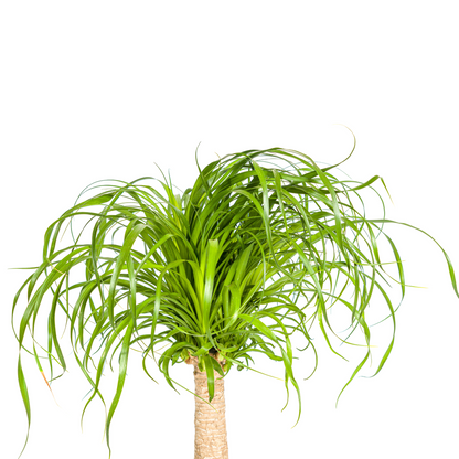 Beaucarnea Recurvata am Stamm – Exklusive Zimmerpflanze mit dekorativem Stamm Ø21cm - ↕60 - 80cm