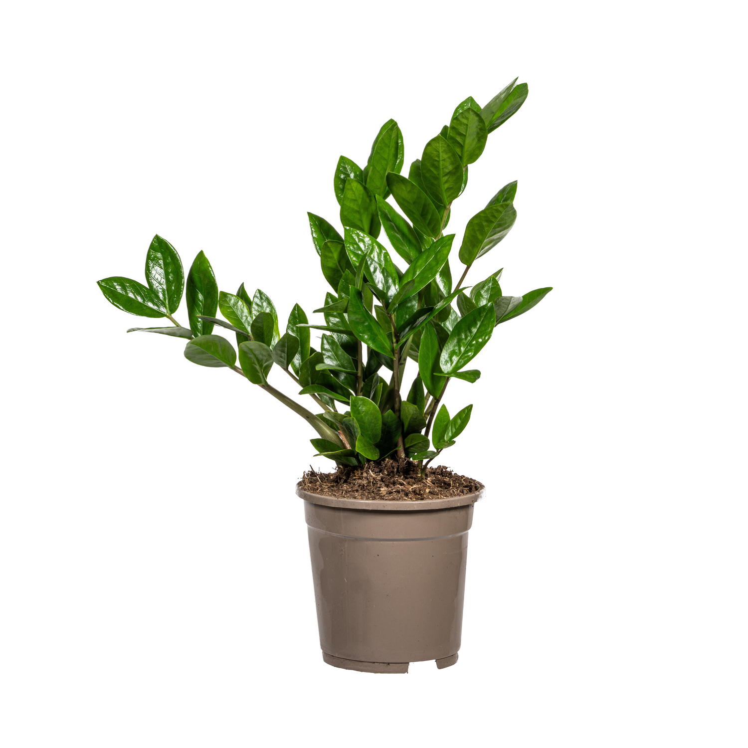 Zamioculcas Zamiifolia – Stilvolle, große pflegeleichte Zimmerpflanze Ø21 - 24cm - ↕90cm