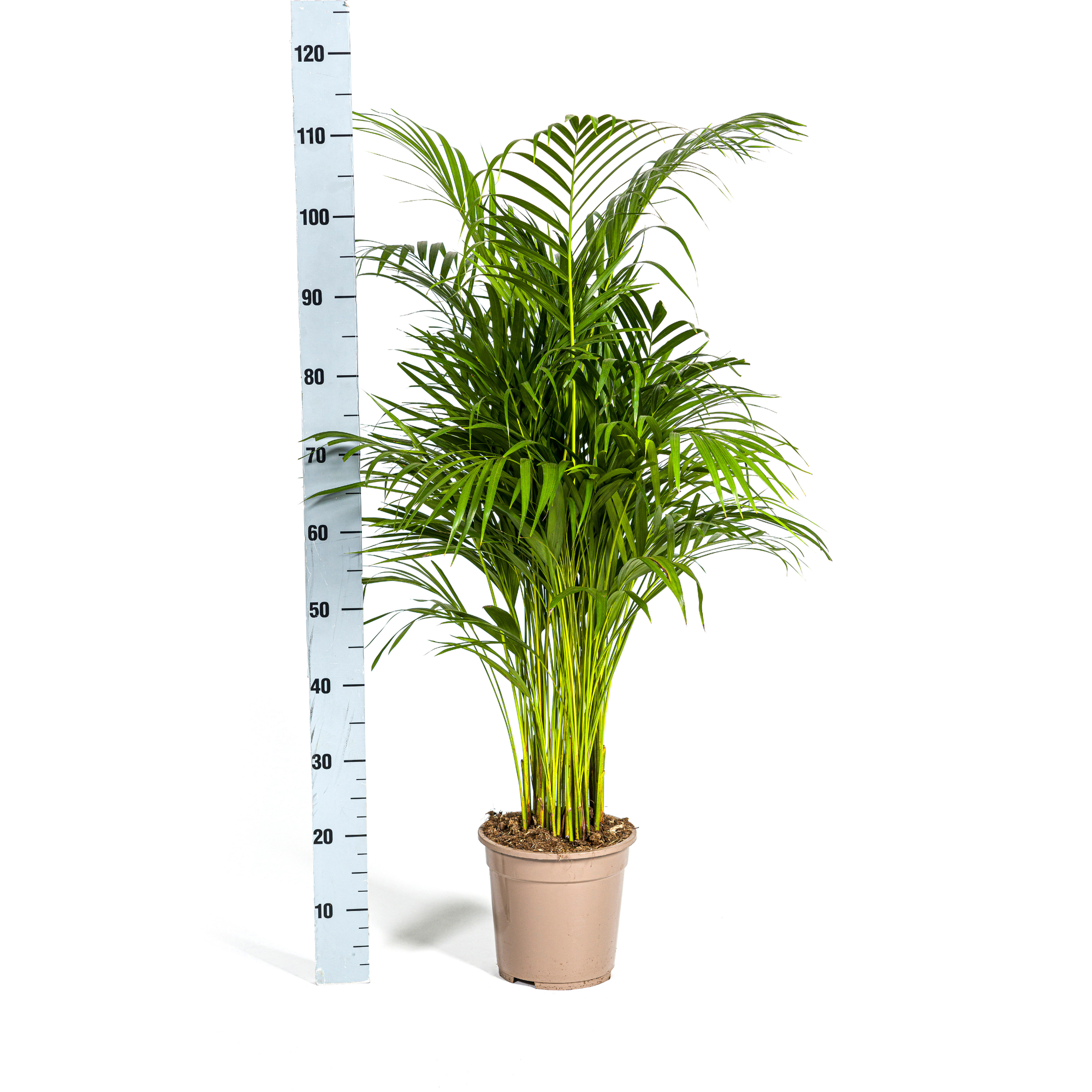 Dypsis Areca Lutescens (Areca-Palme / Goldfruchtpalme) Ø21cm - ↕100 - 120cm