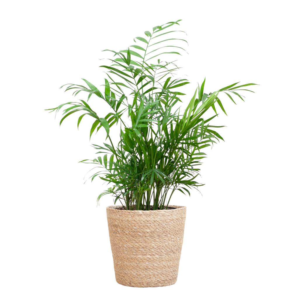 Chamadorea Elegans mit Sofia-Korb natur  - 55cm - Ø17