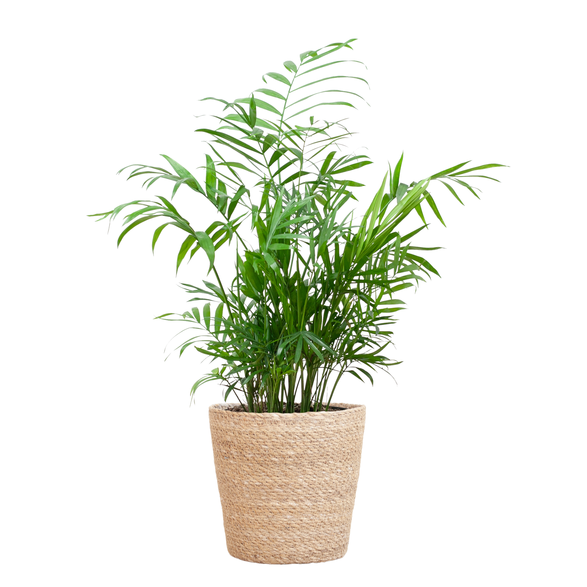 Chamadorea Elegans mit Sofia-Korb natur  - 55cm - Ø17