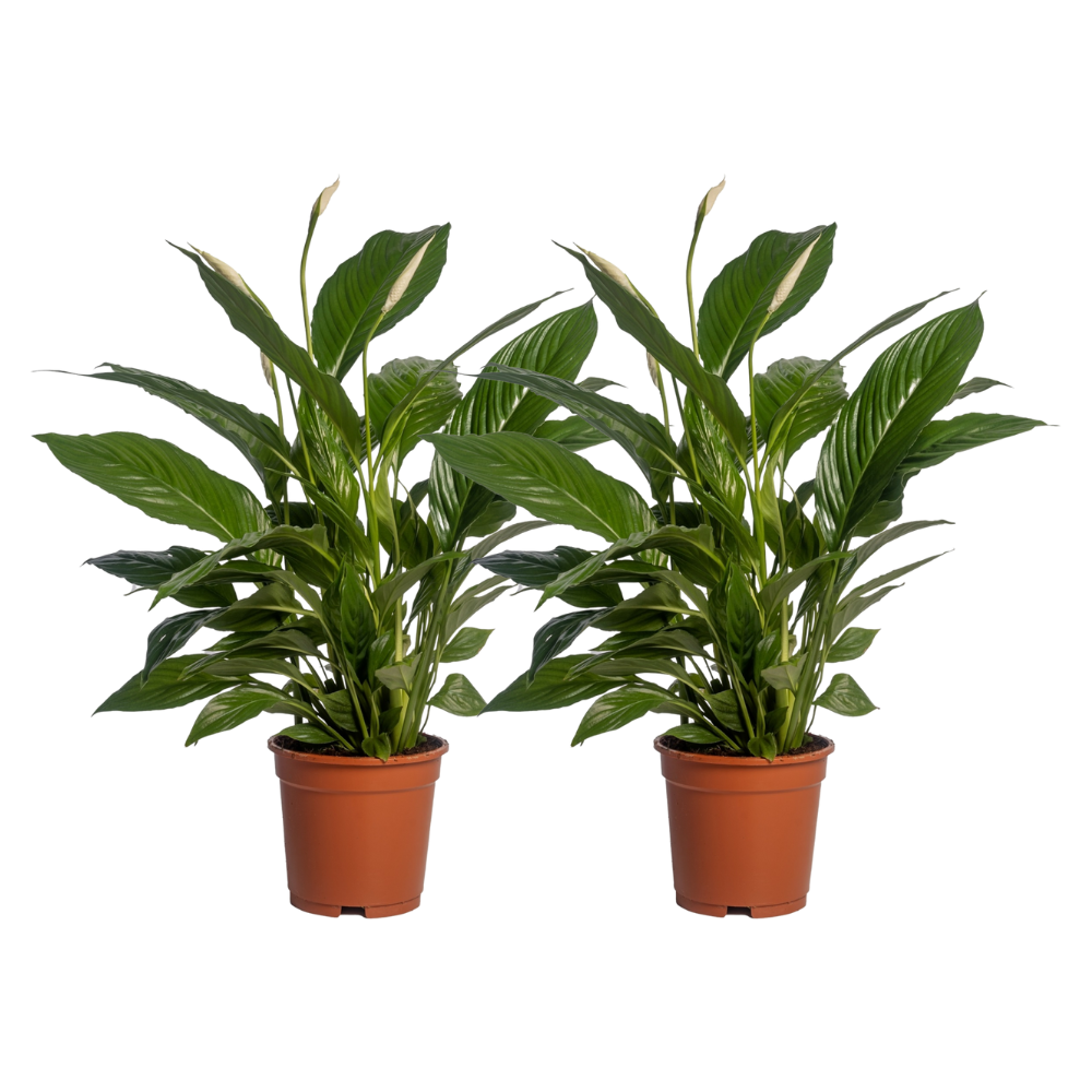 PROMO – Spathiphyllum ‘Vivaldi’ – Einblatt – 2 Stück – Ø17 cm – ↕70 cm – Luftreinigende Zimmerpflanze