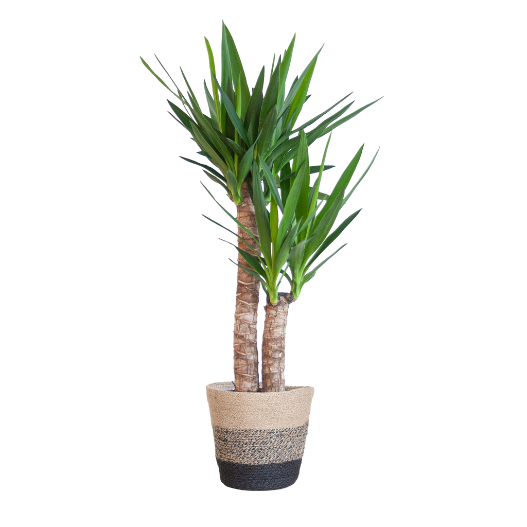 Yucca Elephantipes mit Korb Lissabon Schwarz - 90cm - Ø21