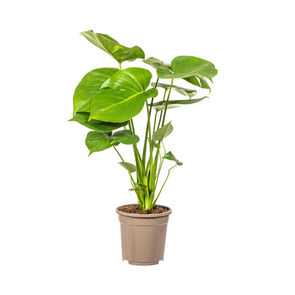 Monstera Deliciosa Tauerii – Exklusive Fensterblatt Zimmerpflanze ø17 - ↕50 - 70cm