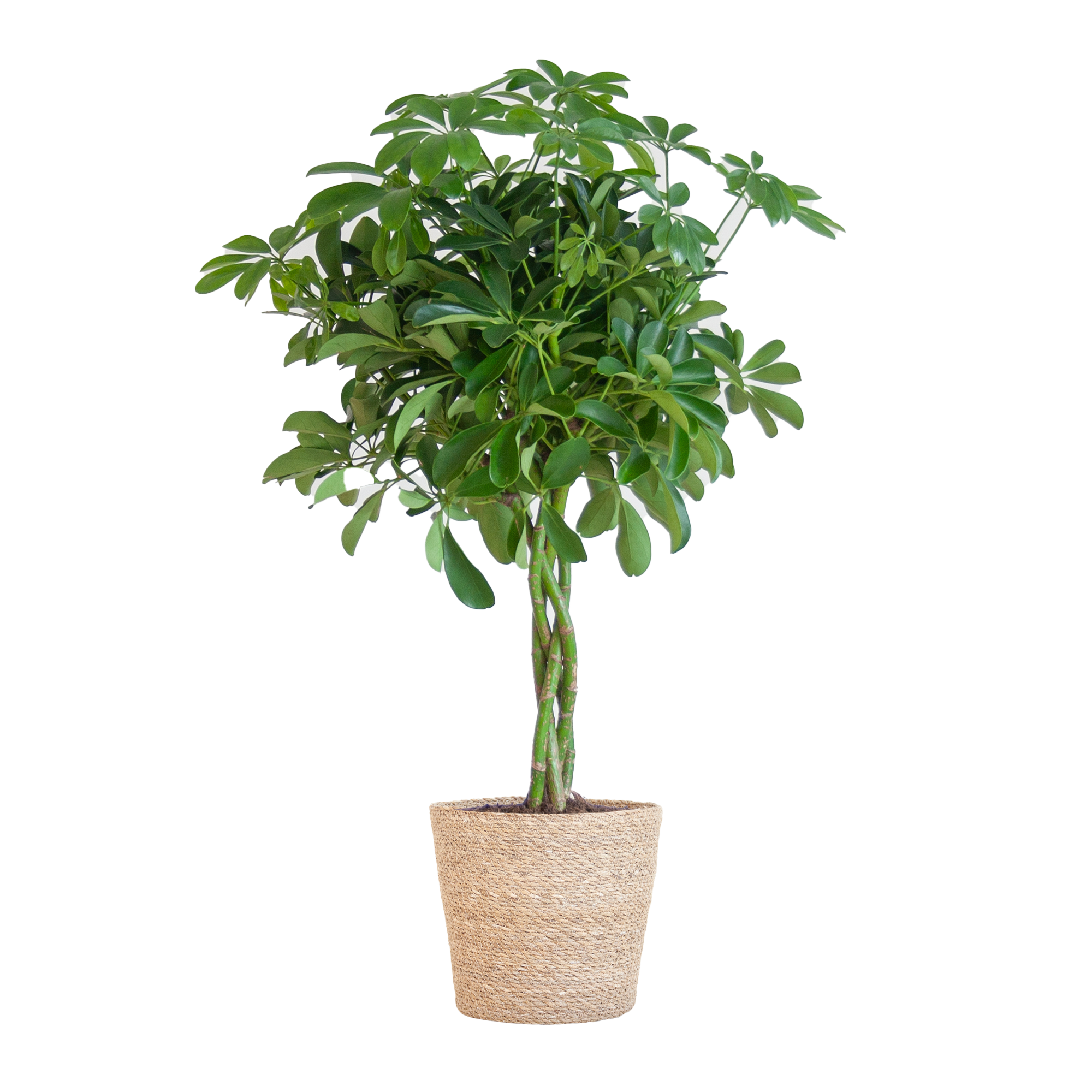 Schefflera Arab Nora mit Korb Sofia natur - 70cm - Ø21