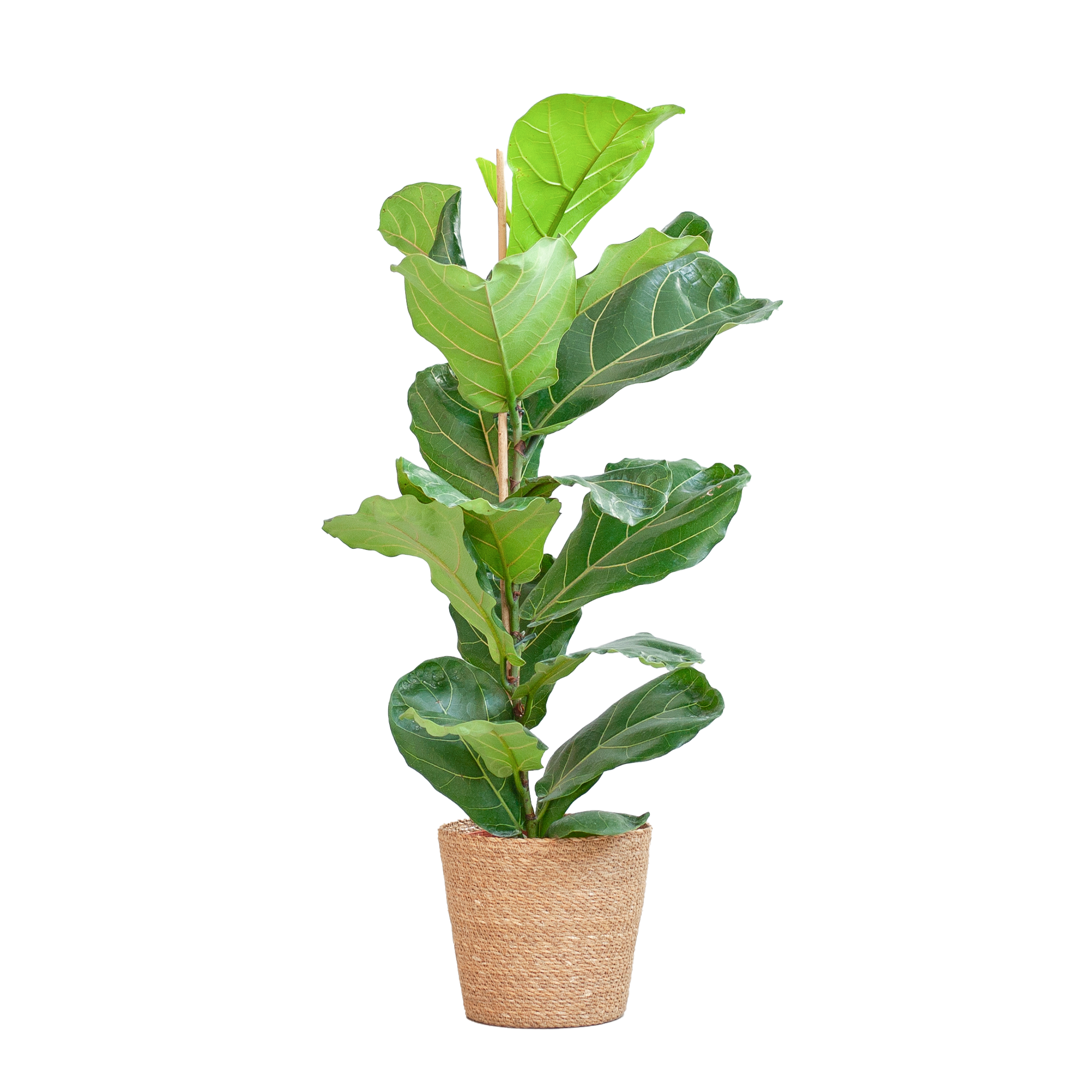 Ficus Lyrata mit Korb Sofia natur - 80cm - Ø21