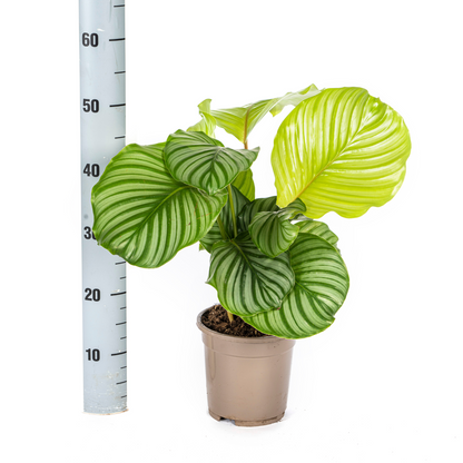PROMO – Calathea Orbifolia – Ø17 cm – ↕40–50 cm – Exotische Zimmerpflanze