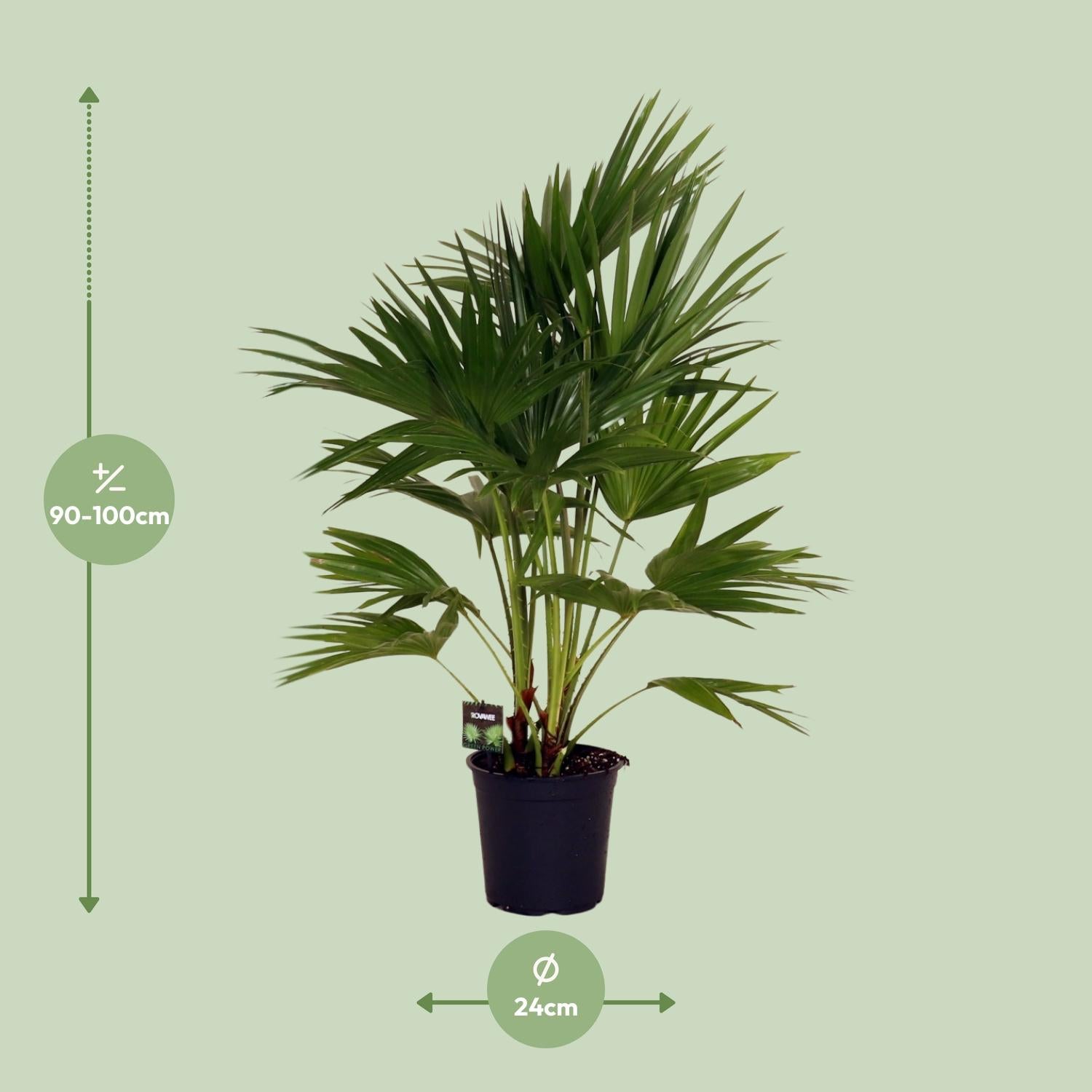 Livistona Chinensis – Schirmpalme – Ø24 cm – ↕100 cm – Elegante Zimmer- &amp; Gartenpflanze