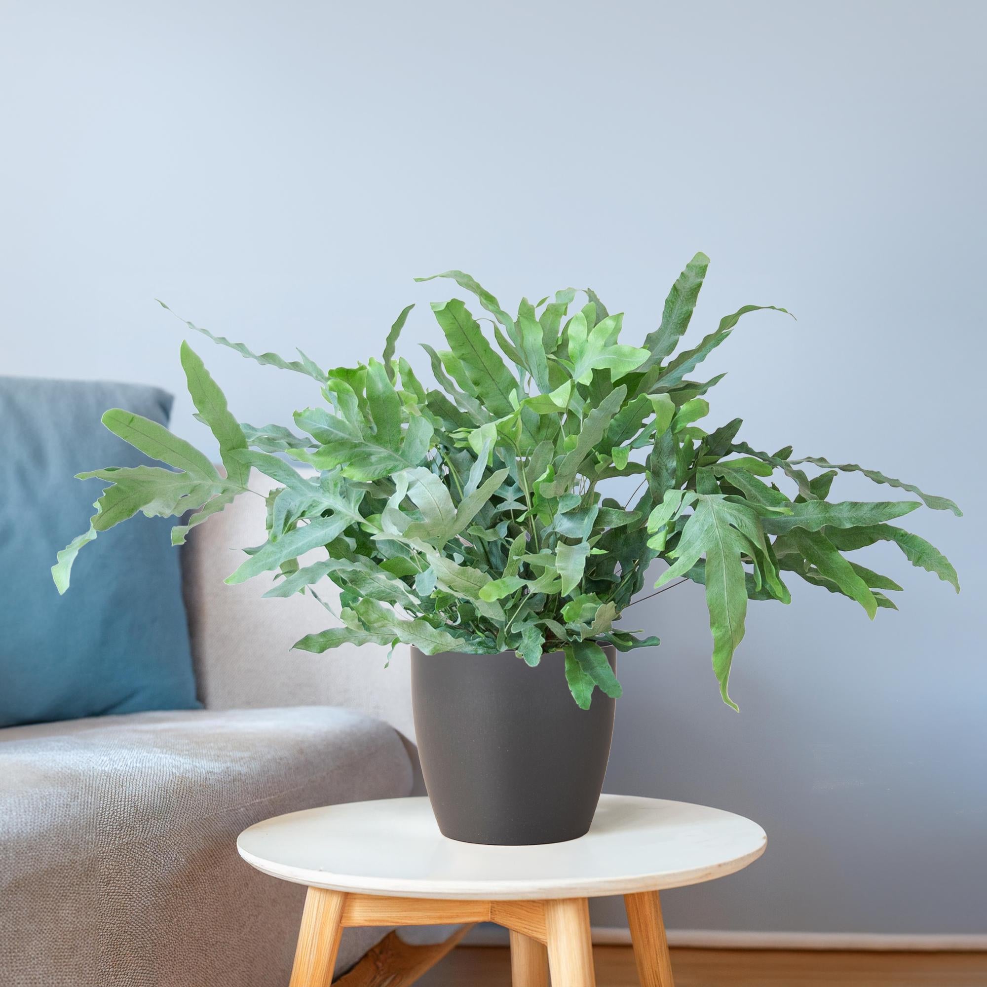 Phlebodium Aureum 'Blue Star' mit Vibergrau - 40cm - Ø17