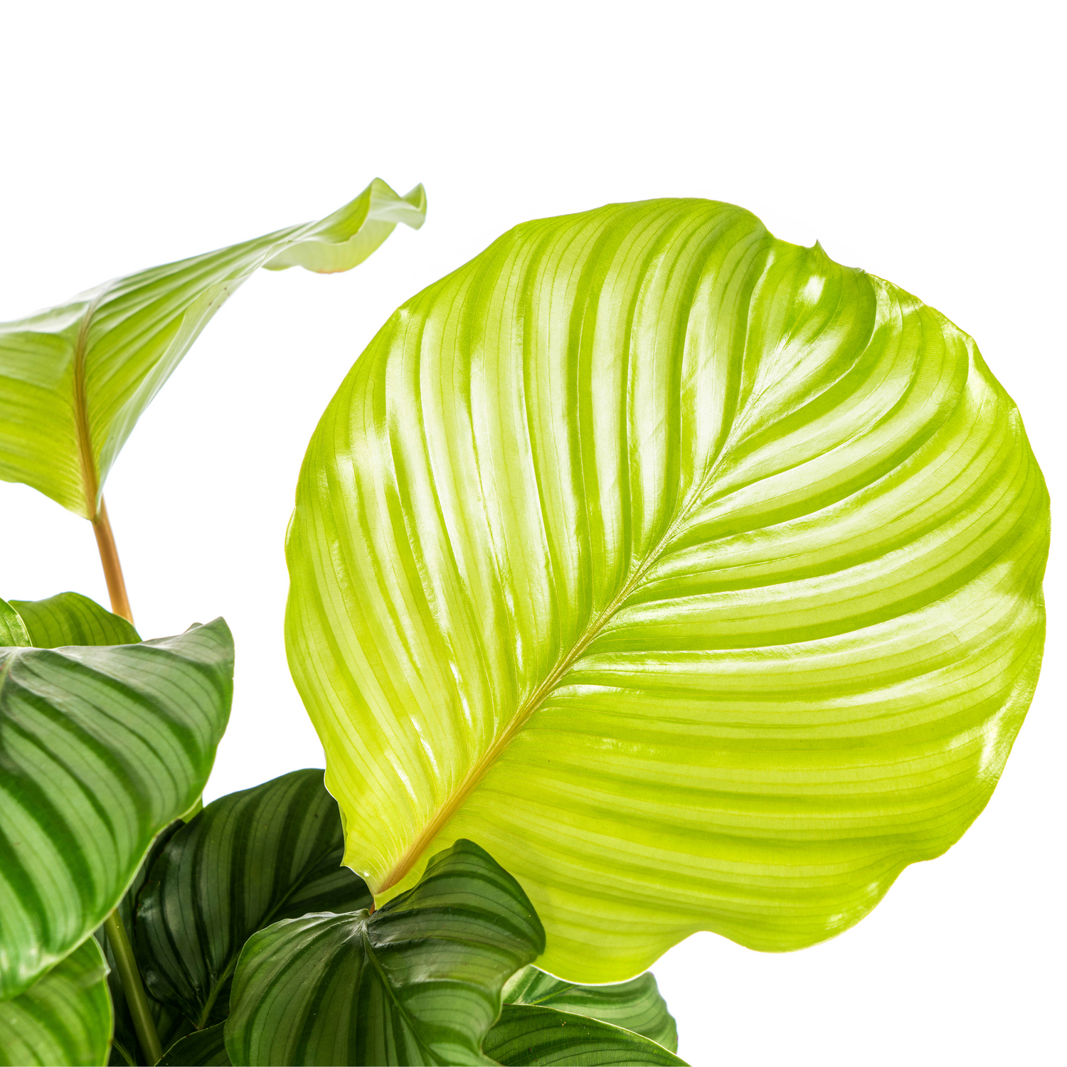 PROMO – Calathea Orbifolia – Ø17 cm – ↕40–50 cm – Exotische Zimmerpflanze