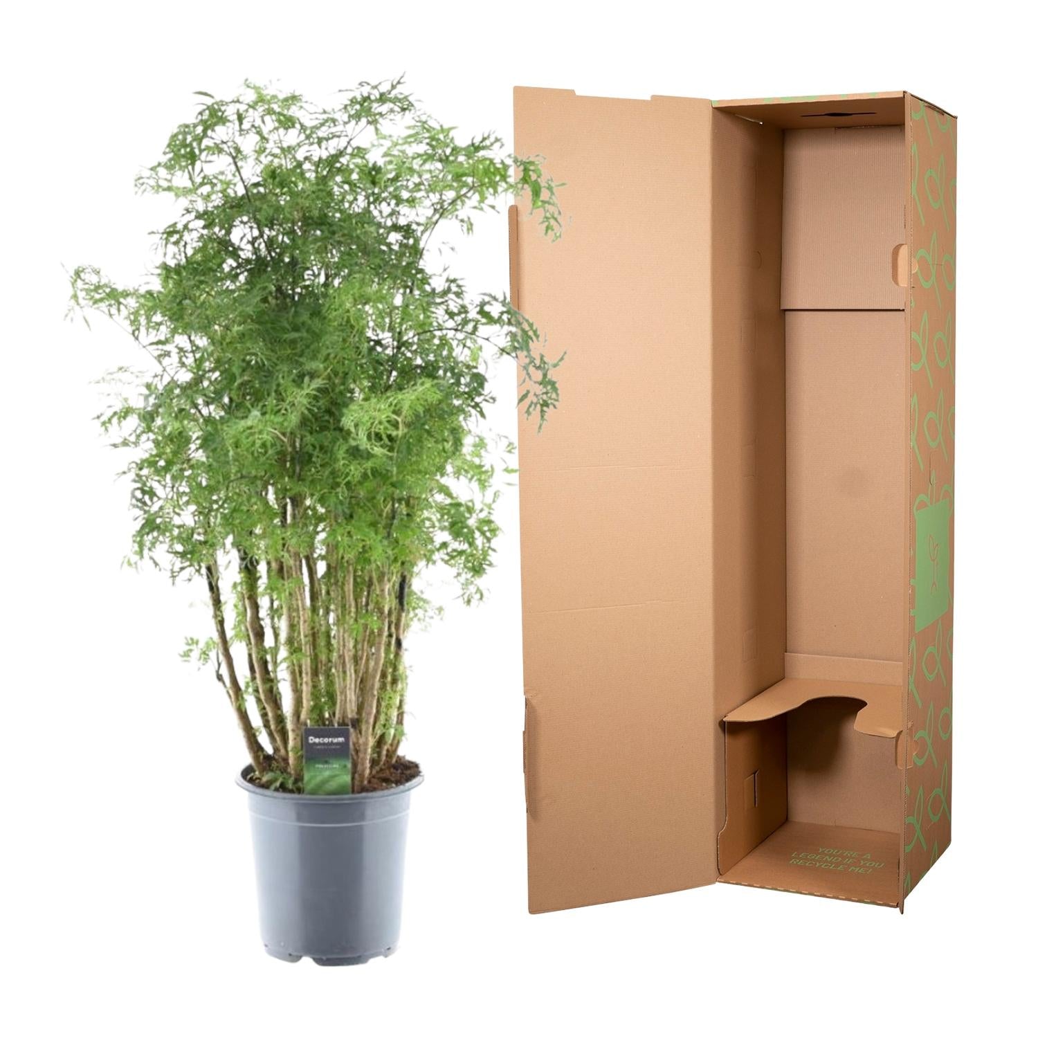 Polyscias Hawaiiana Ming – Exotische, dekorative Zimmerpflanze Ø24cm - ↕100cm