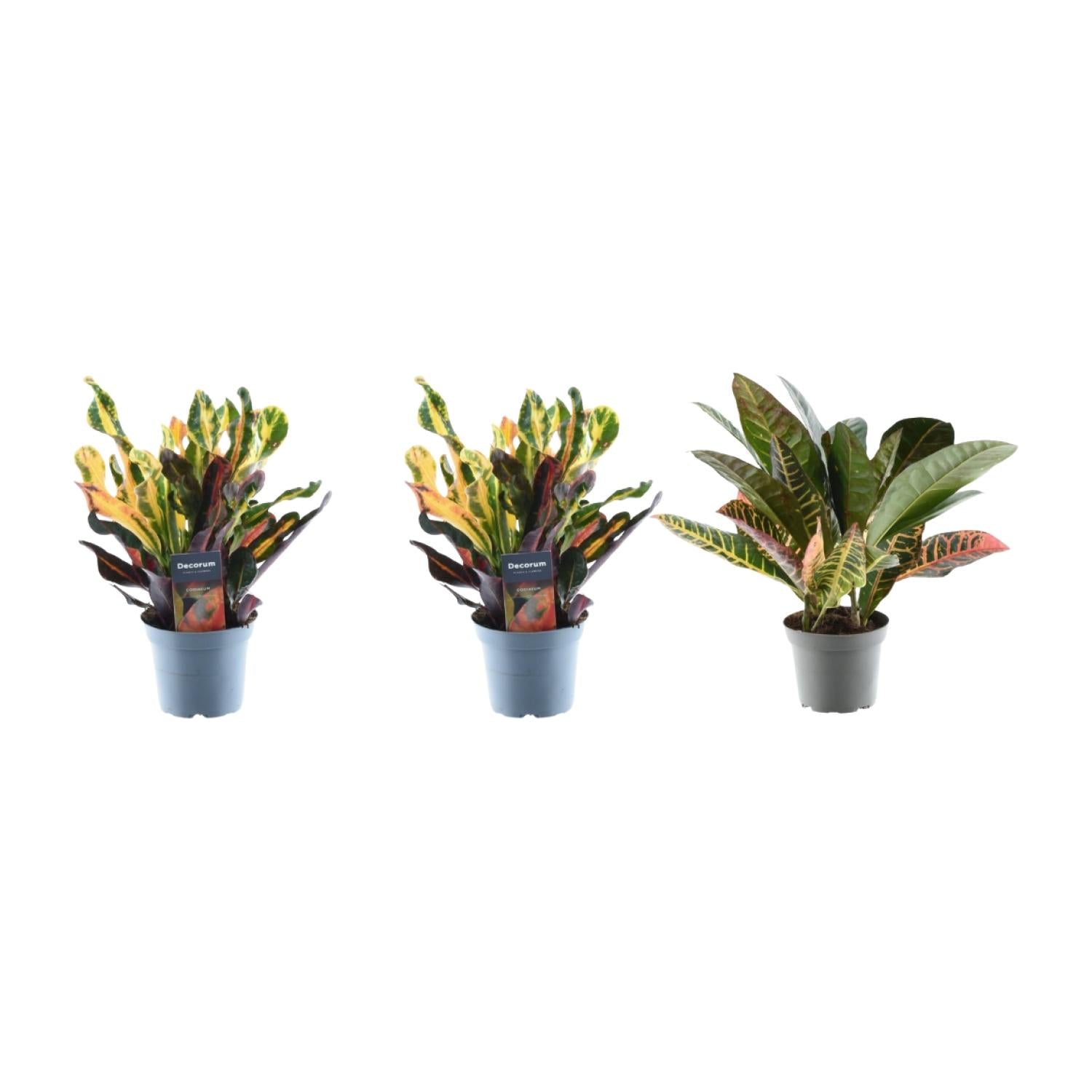3x Croton Codiaeum Mix – Bunte, tropische Zimmerpflanzen ø12cm - ↕30cm