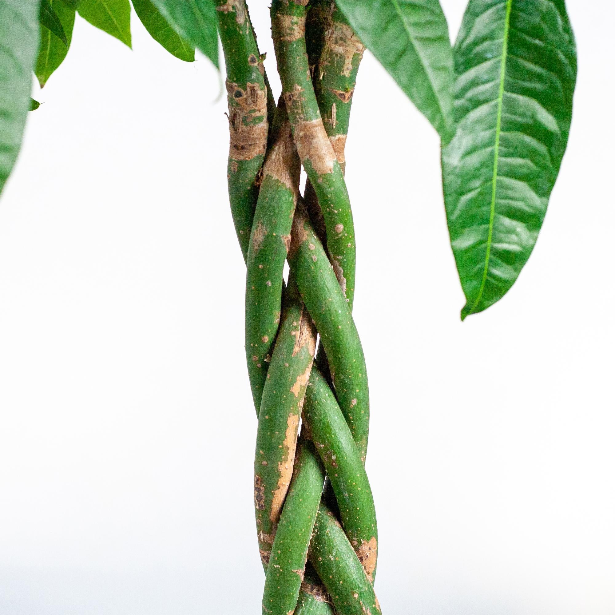 Pachira Aquatica XL mit Torun-Korb – 140 cm – Ø24