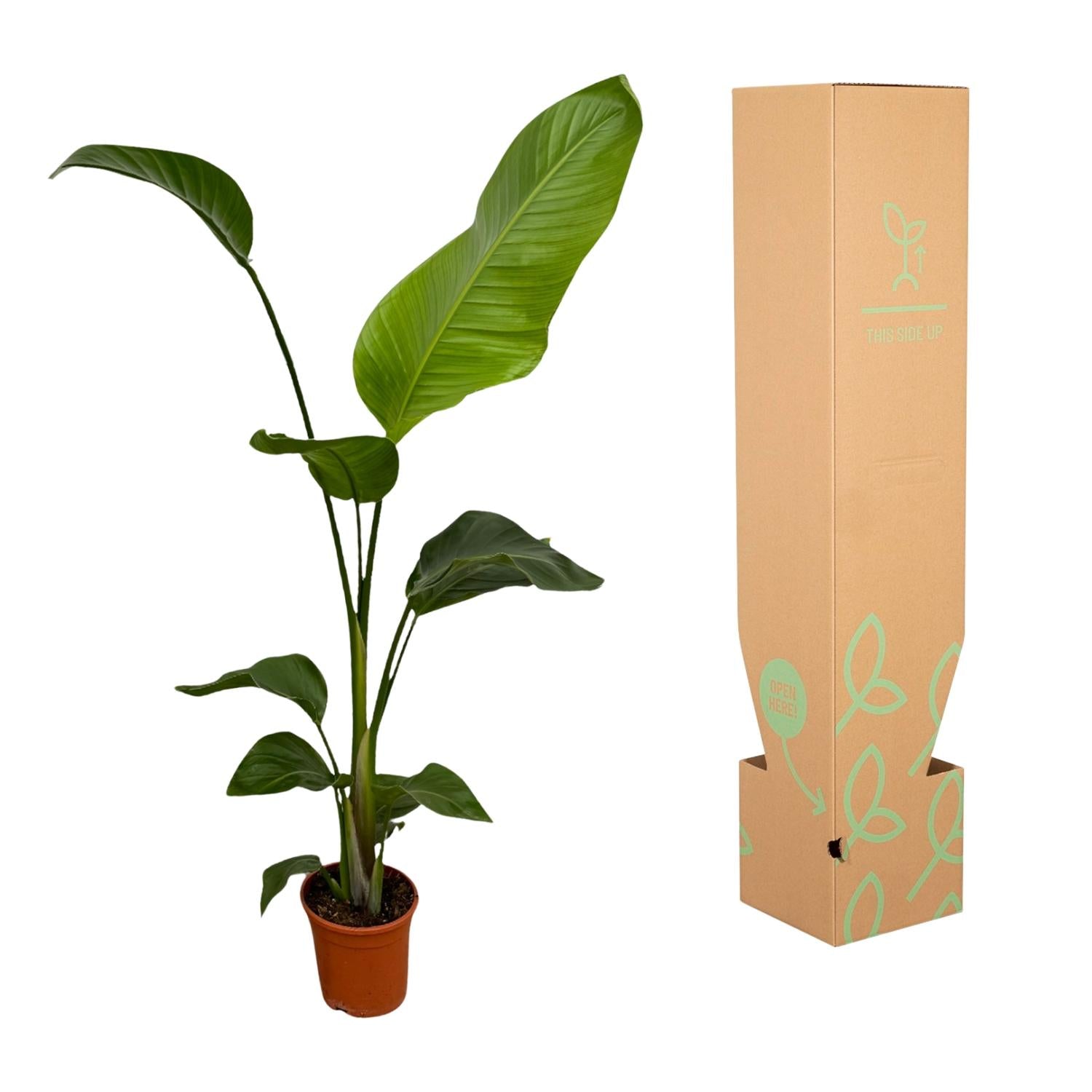 2x Strelitzia Nicolai – Exotische Zimmerpflanzen für stilvolle Räume ø17cm - ↕100cm