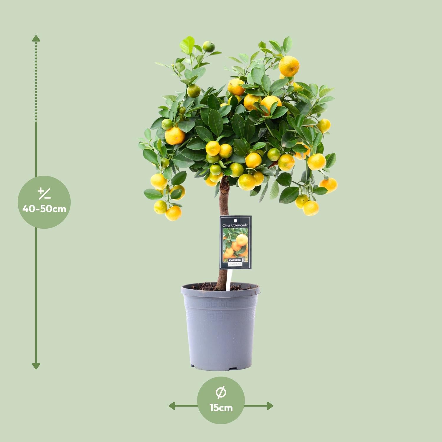 Citrus Calamondin – Zitronenbaum – Ø15 cm – ↕45 cm – Mediterrane Zitruspflanze