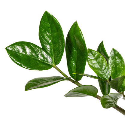 Zamioculcas Zamiifolia – Stilvolle, kleine pflegeleichte Zimmerpflanze Ø17cm - ↕40cm