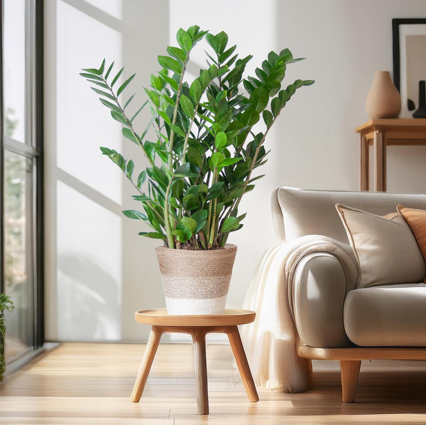 Zamioculcas Zamiifolia mit Pflanzkorb Lissabon weiß  - 80cm - Ø21