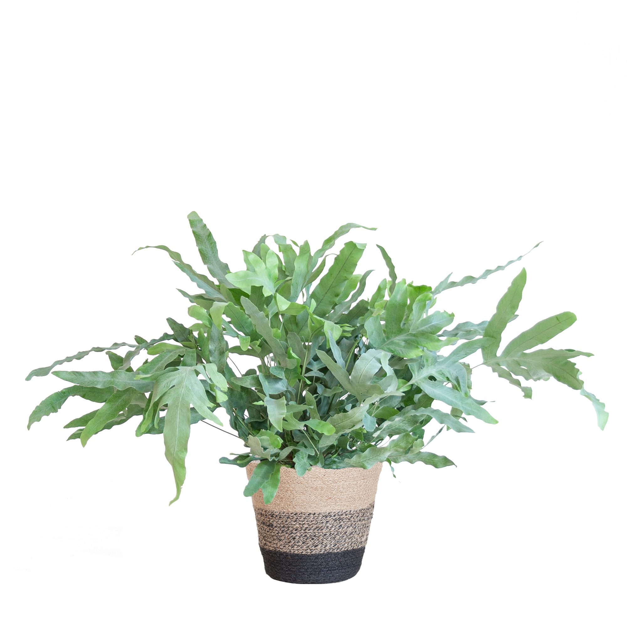 Phlebodium Aureum 'Blue Star' mit Korb Lissabon schwarz - 40cm - Ø17