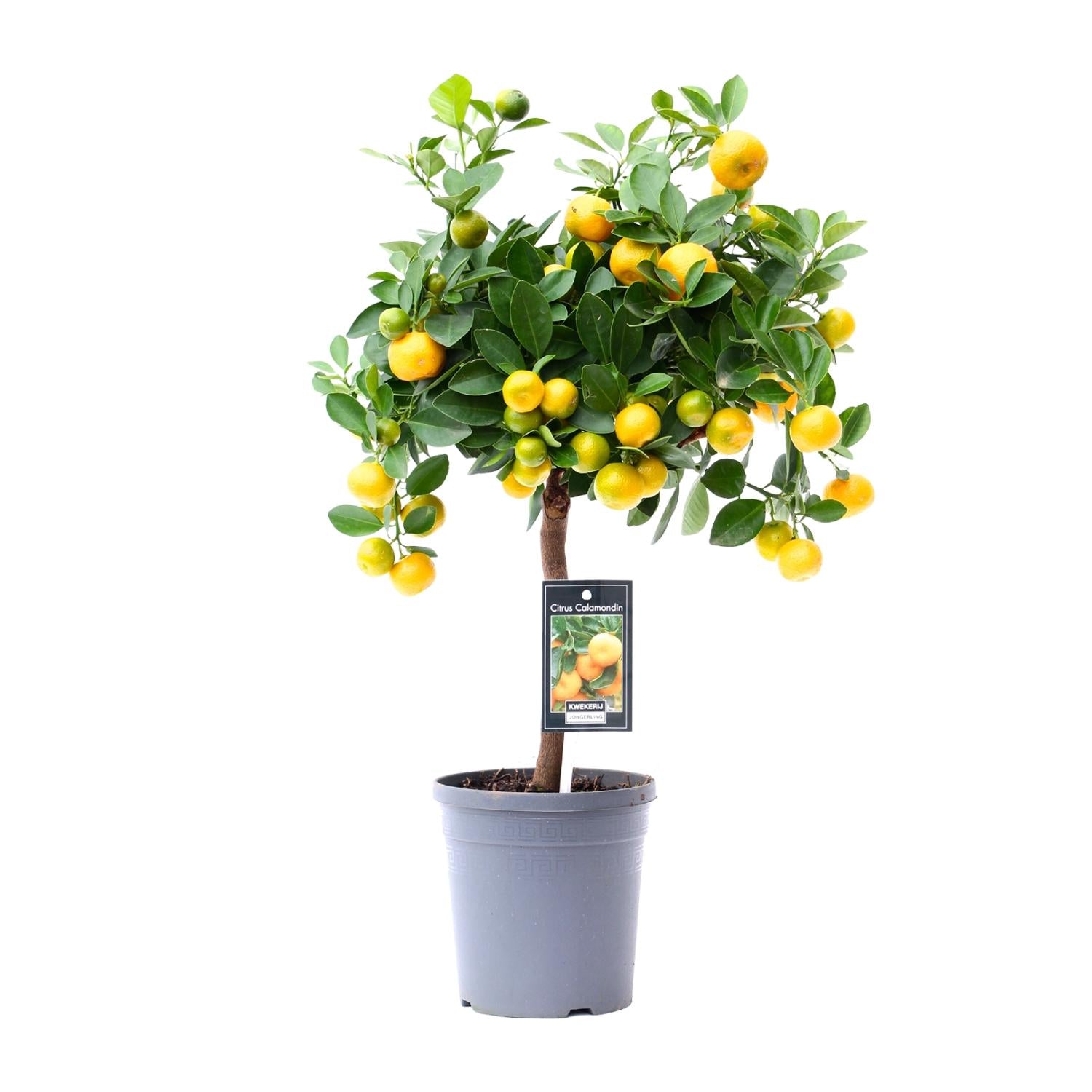Citrus Calamondin – Zitronenbaum – Ø15 cm – ↕45 cm – Mediterrane Zitruspflanze