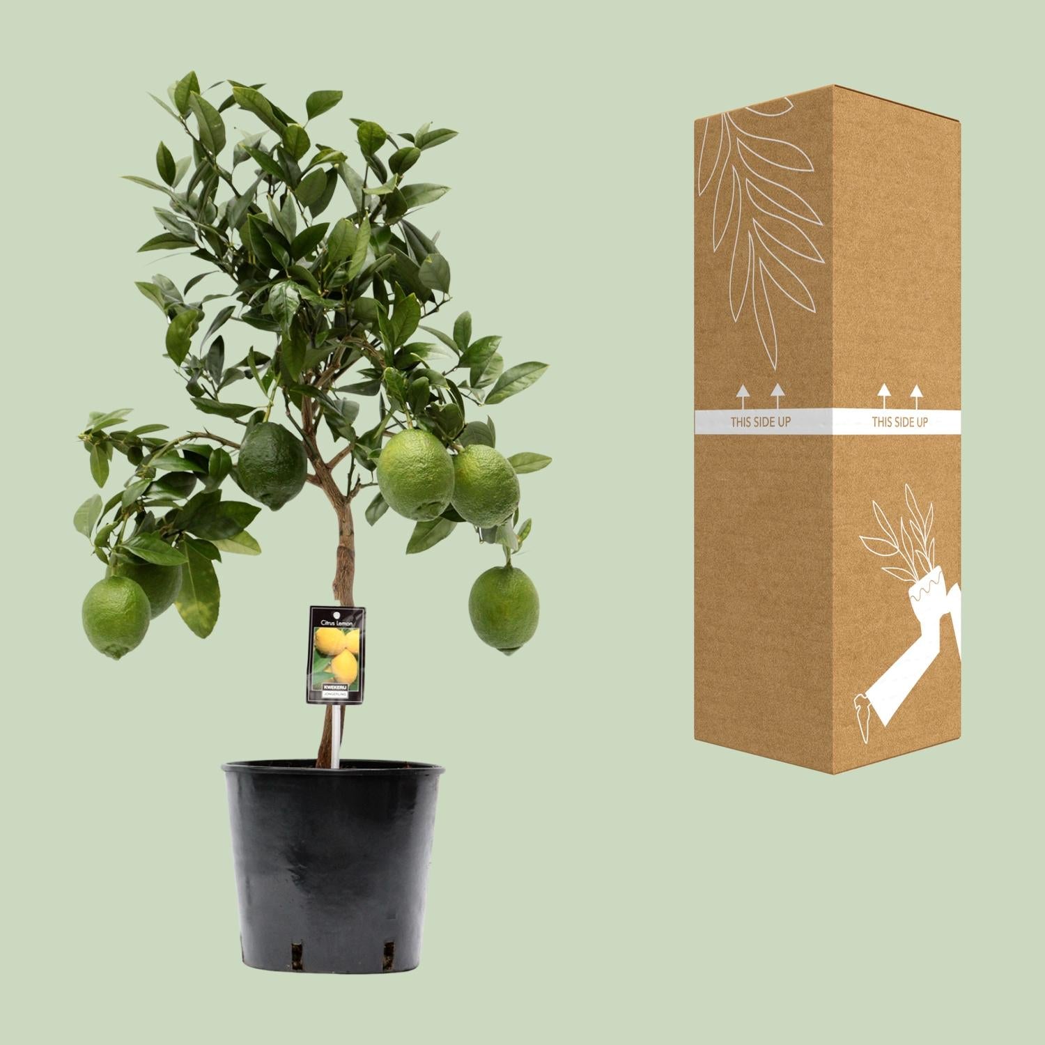 Citrus Limon – Zitronenbaum – Ø22 cm – ↕80 cm – Mediterrane Zitruspflanze