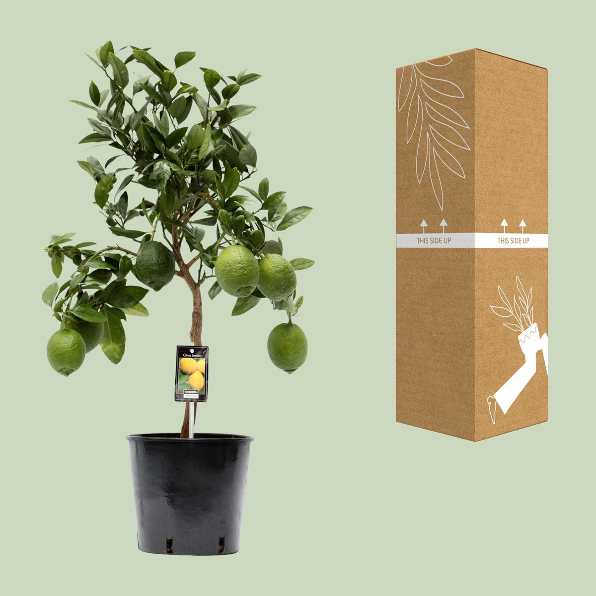 Citrus Limon – Zitronenbaum – Ø22 cm – ↕80 cm – Mediterrane Zitruspflanze