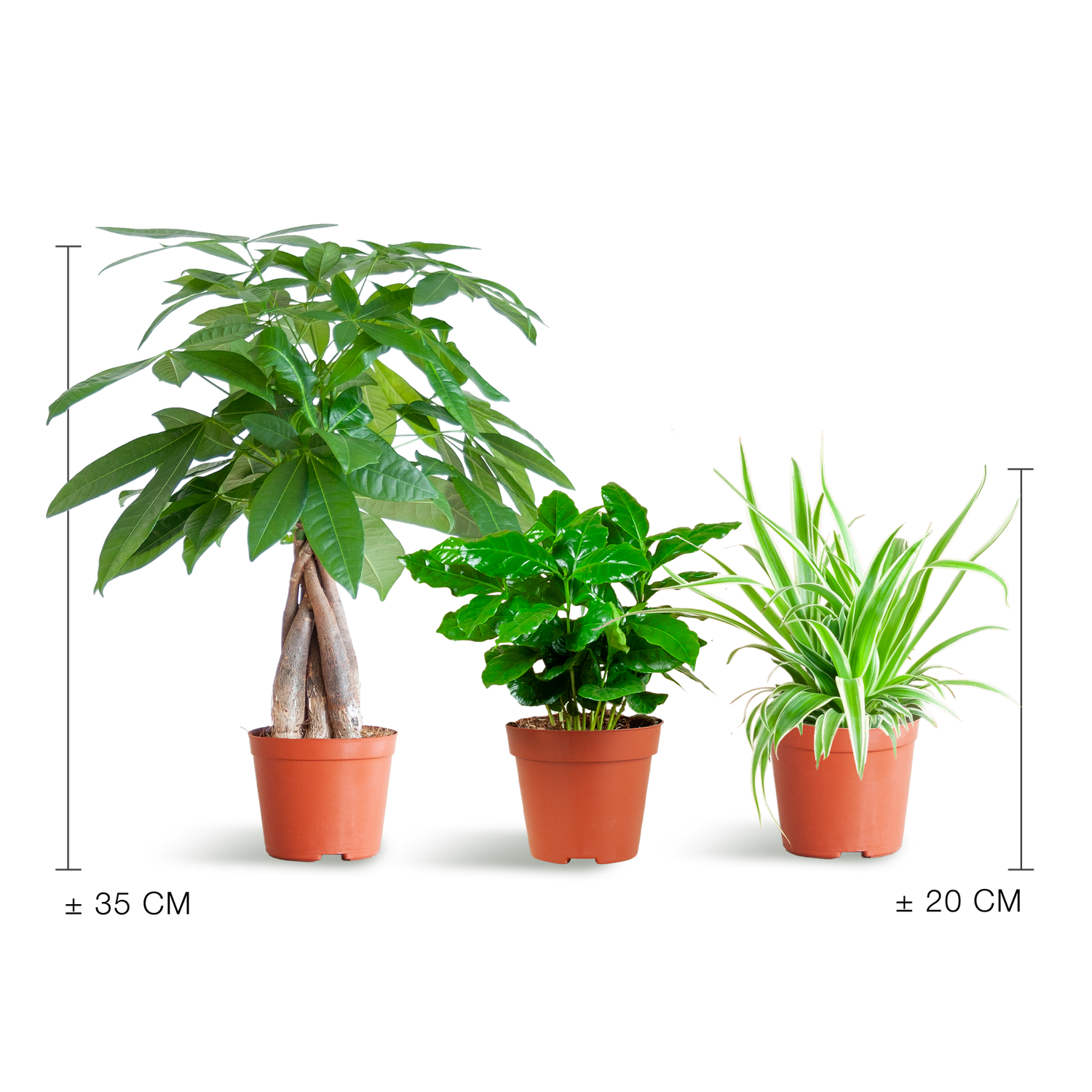 Haustierfreundliche Pflanzenbox – Mix aus 3 ungiftigen Zimmerpflanzen