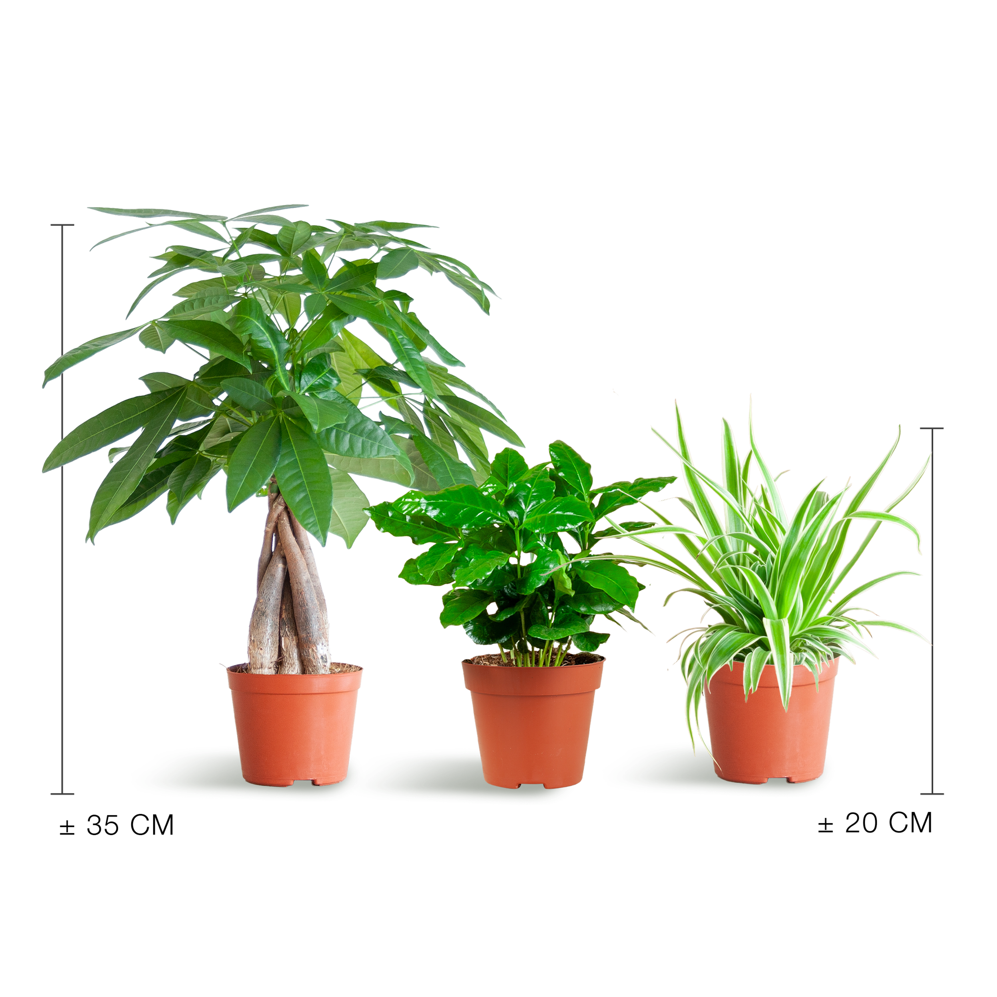 Tierfreundliche Plant Box - klein - ohne Dekotopf - Ø12