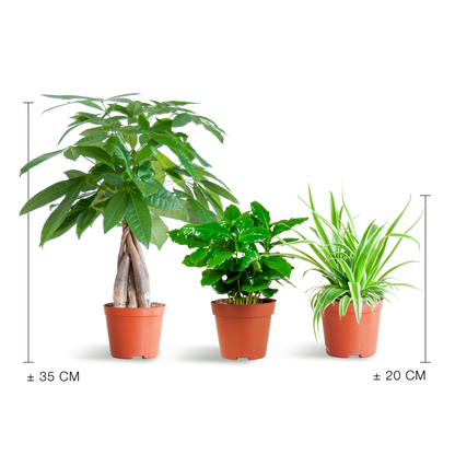 Haustierfreundliche Pflanzenbox – Mix aus 3 ungiftigen Zimmerpflanzen