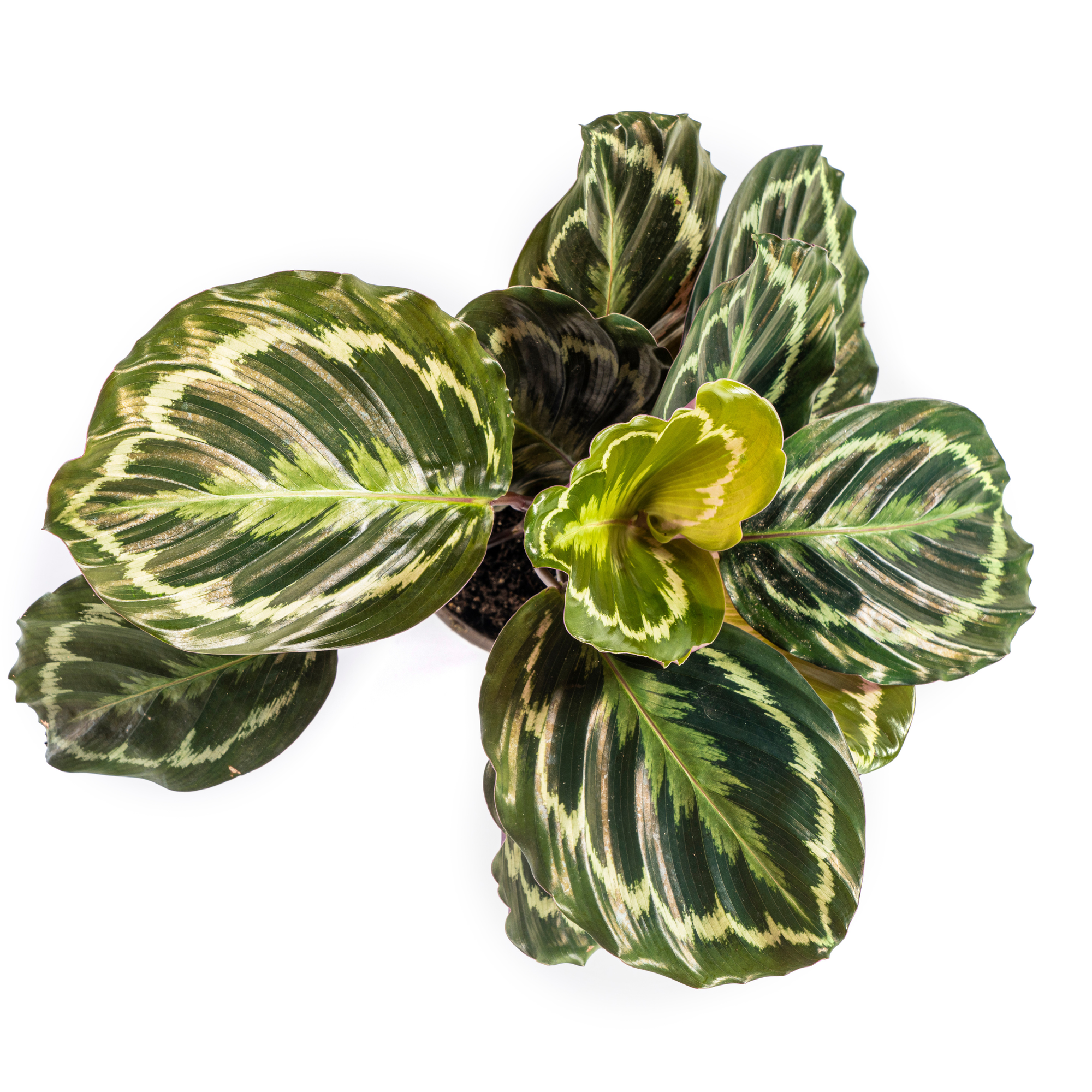 PROMO – Calathea Medallion – Ø17 cm – ↕40–50 cm – Exotische Zimmerpflanze