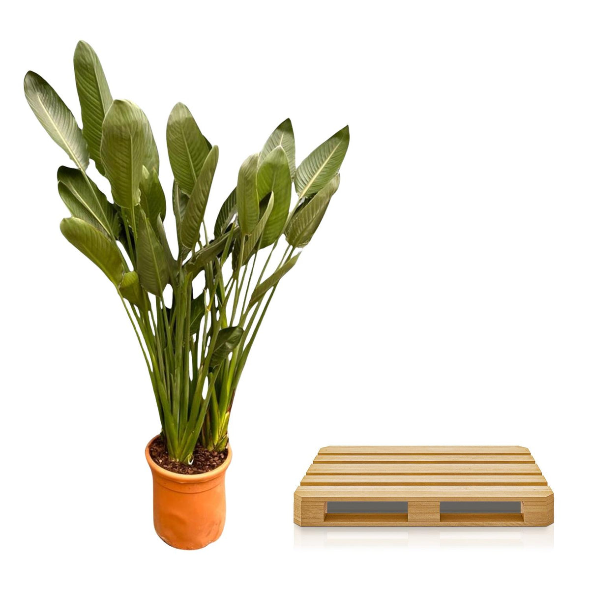 Strelitzia Reginae XXL – Exotische Zimmerpflanze mit großen Blättern ø50cm - ↕200cm