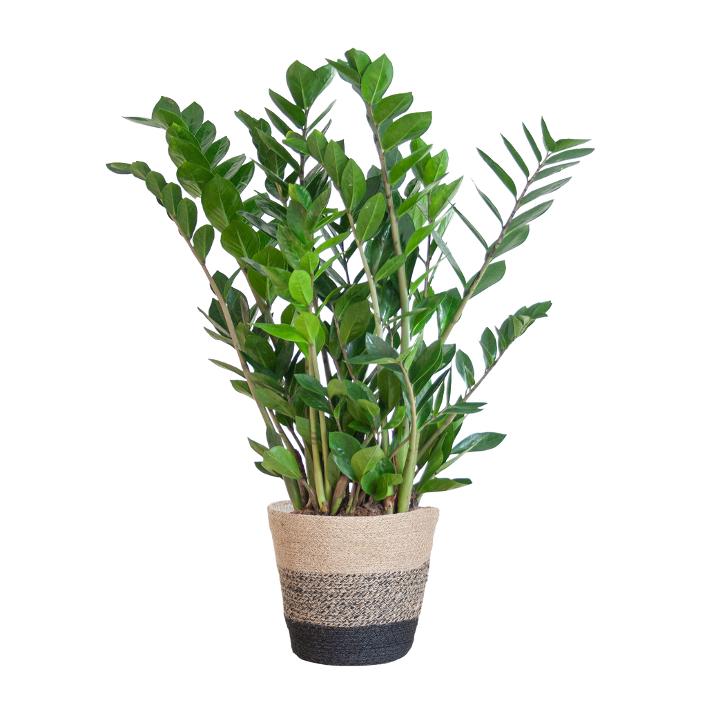Zamioculcas Zamiifolia mit Pflanzkorb Lissabon Schwarz - 80cm - Ø21