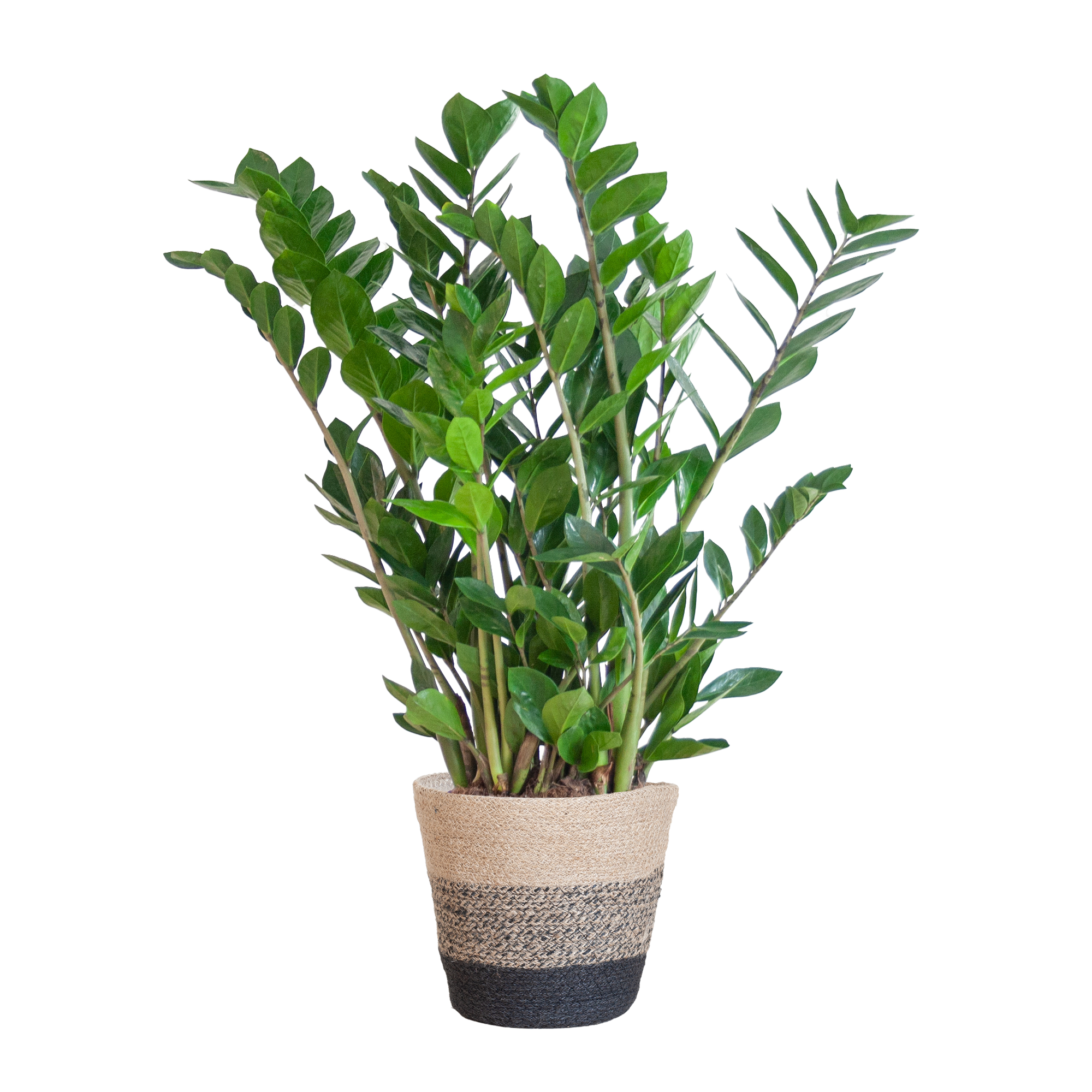 Zamioculcas Zamiifolia mit Pflanzkorb Lissabon Schwarz - 80cm - Ø21