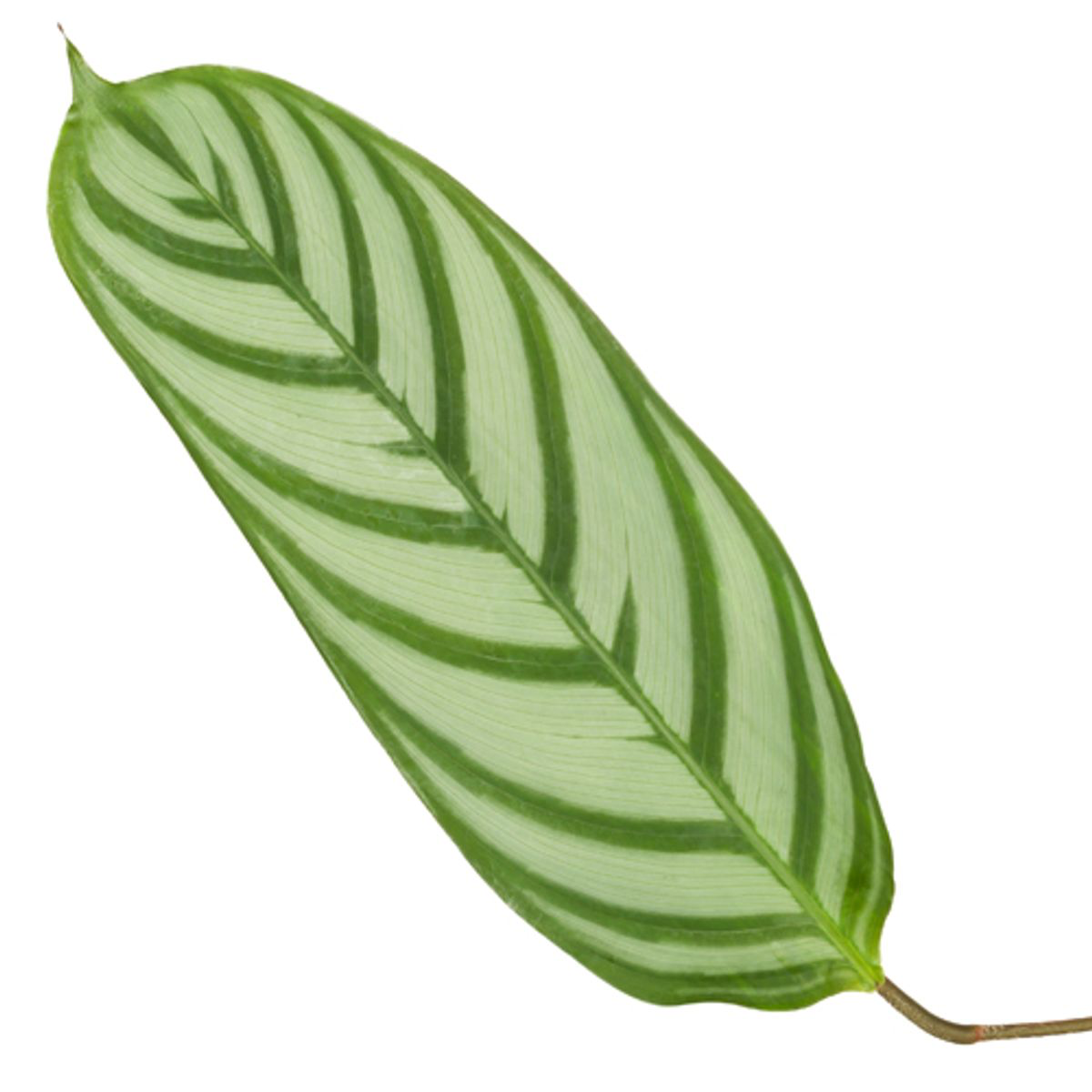 Calathea Compactstar – Exklusive Zimmerpflanze mit dekorativem Blattmuster Ø21cm - ↕90cm