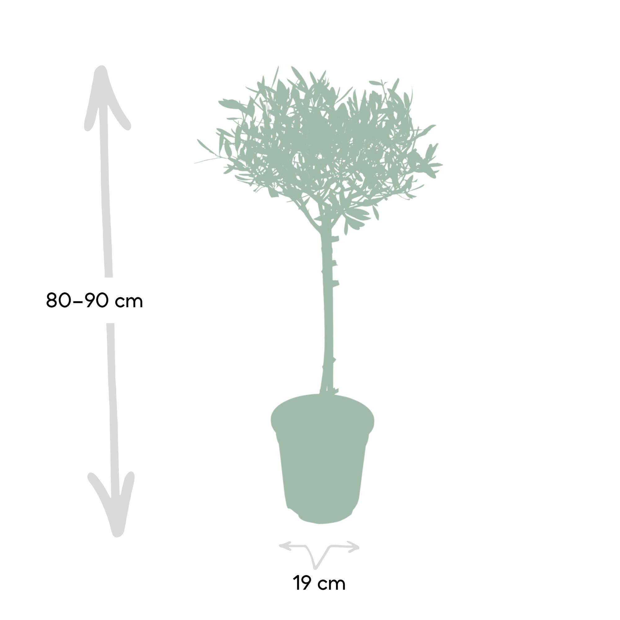 Europaea auf Stamm – Olivenbaum – Ø19 cm – ↕90 cm – Mediterrane Pflanze