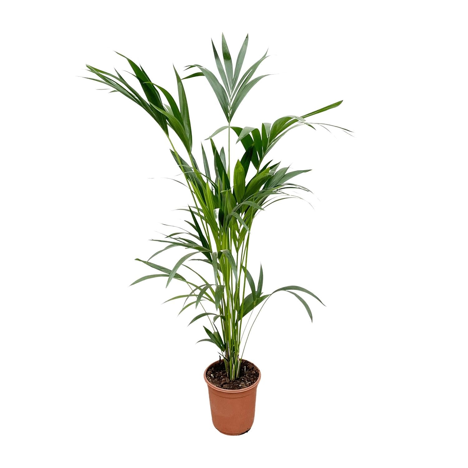 Kentia Palme – Elegante, pflegeleichte Zimmerpalme ø24cm - ↕160cm