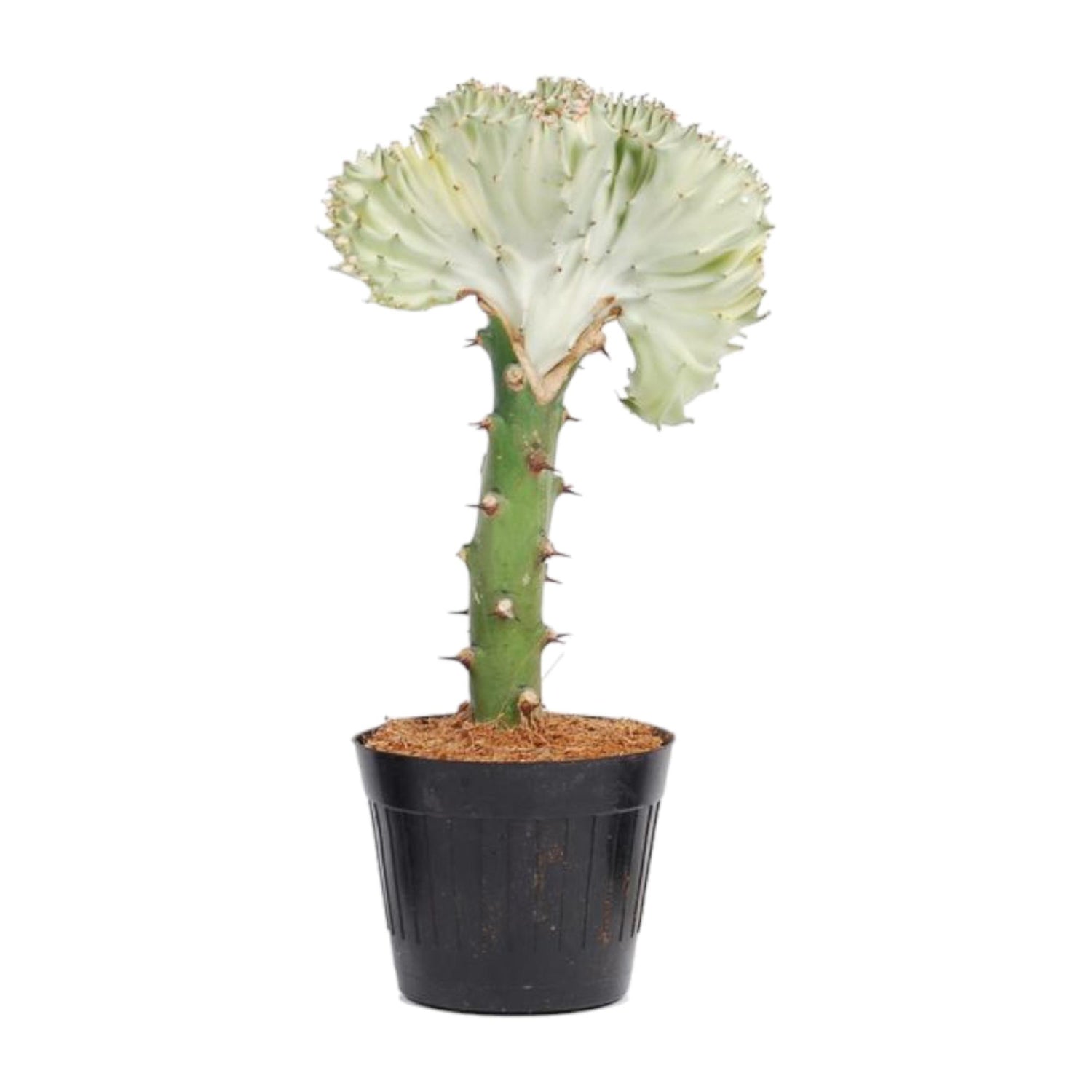 Euphorbia lactea Cristata – Exotische grün, dekorative Zimmerpflanze Ø12cm - ↕35cm