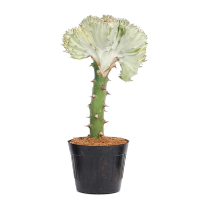 Euphorbia lactea Cristata – Exotische grün, dekorative Zimmerpflanze Ø12cm - ↕35cm