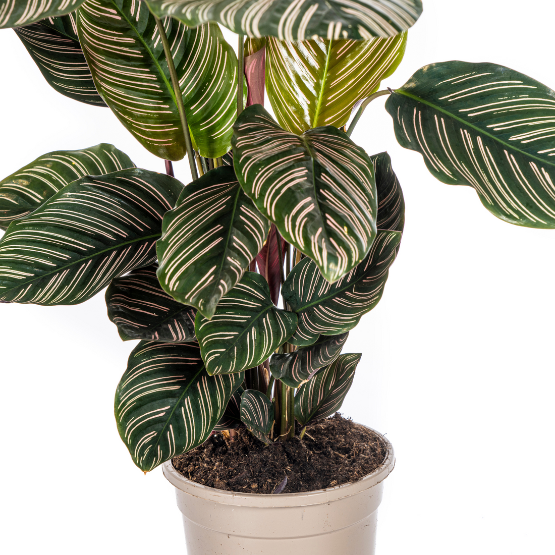 PROMO – Calathea Ornata Sanderiana – Ø17 cm – ↕40–50 cm – Pinke gestreifte Zimmerpflanze