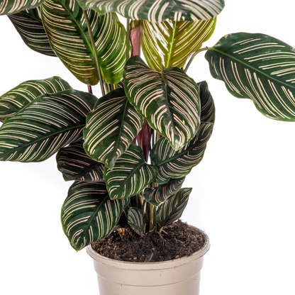 PROMO – Calathea Ornata Sanderiana – Ø17 cm – ↕40–50 cm – Pinke gestreifte Zimmerpflanze