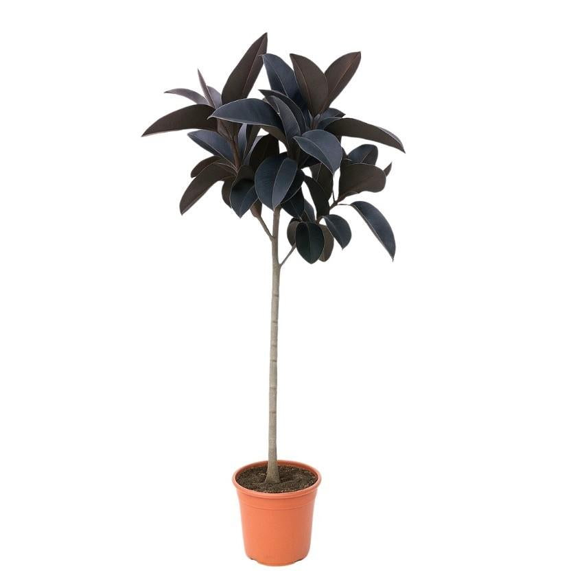 Ficus Elastica Abidjan Stamm Ø19-21cm - ↕130cm – Edle Gummibaum Zimmerpflanze