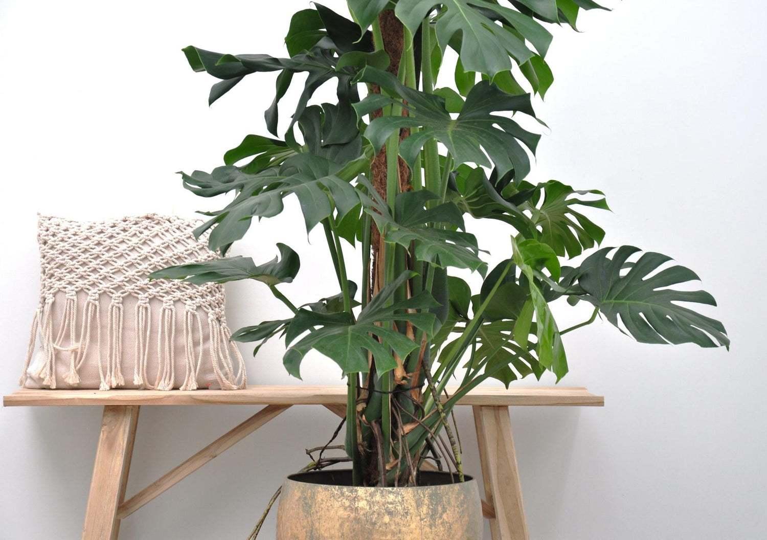 Monstera Deliciosa XXL – Große, exotische Zimmerpflanze ø27 - ↕150cm