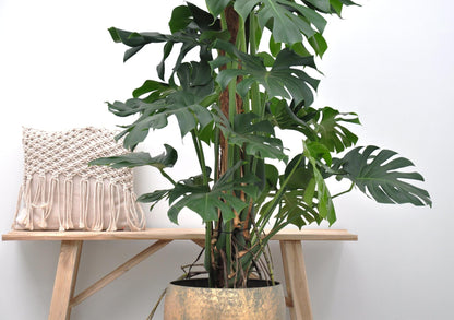 Monstera Deliciosa XXL – Große, exotische Zimmerpflanze ø27 - ↕150cm