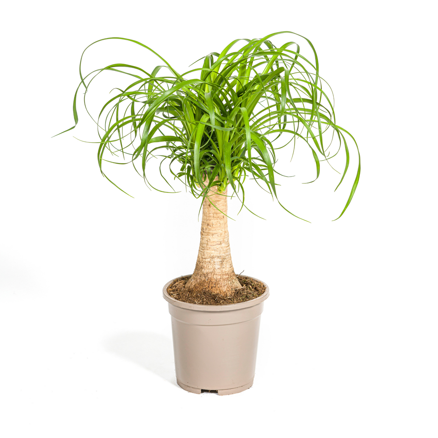 Beaucarnea Recurvata am Stamm – Exklusive Zimmerpflanze mit dekorativem Stamm Ø17cm - ↕40 - 60cm