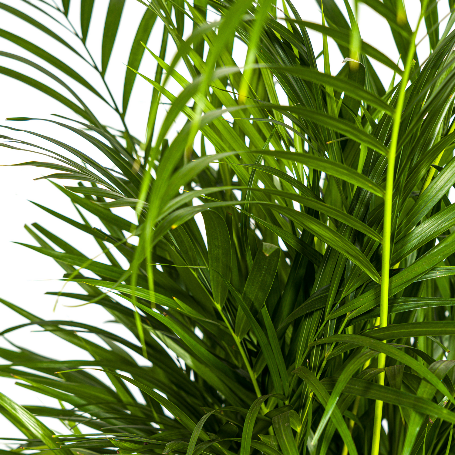 Dypsis Areca Lutescens (Areca-Palme / Goldfruchtpalme) Ø21cm - ↕100 - 120cm