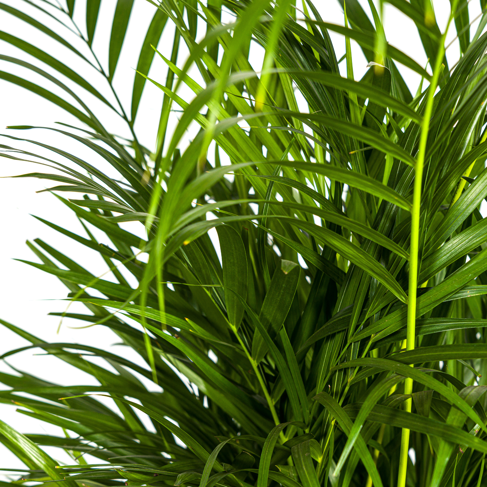 Dypsis Areca Lutescens (Areca-Palme / Goldfruchtpalme) Ø21cm - ↕100 - 120cm