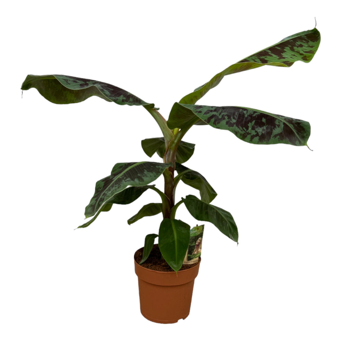 Bananenpflanze (Musa) – Tropische Zimmerpflanze für stilvolle Wohnräume Ø19cm - ↕80cm