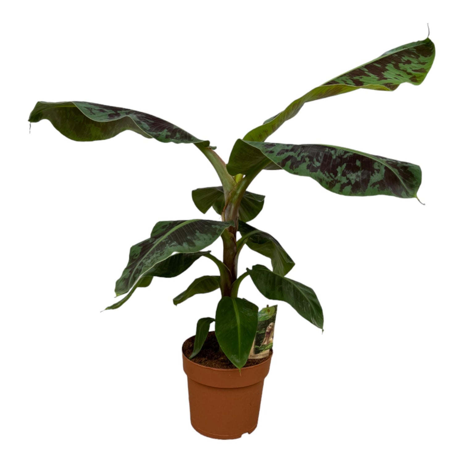 Bananenpflanze (Musa) – Tropische Zimmerpflanze für stilvolle Wohnräume Ø19cm - ↕80cm