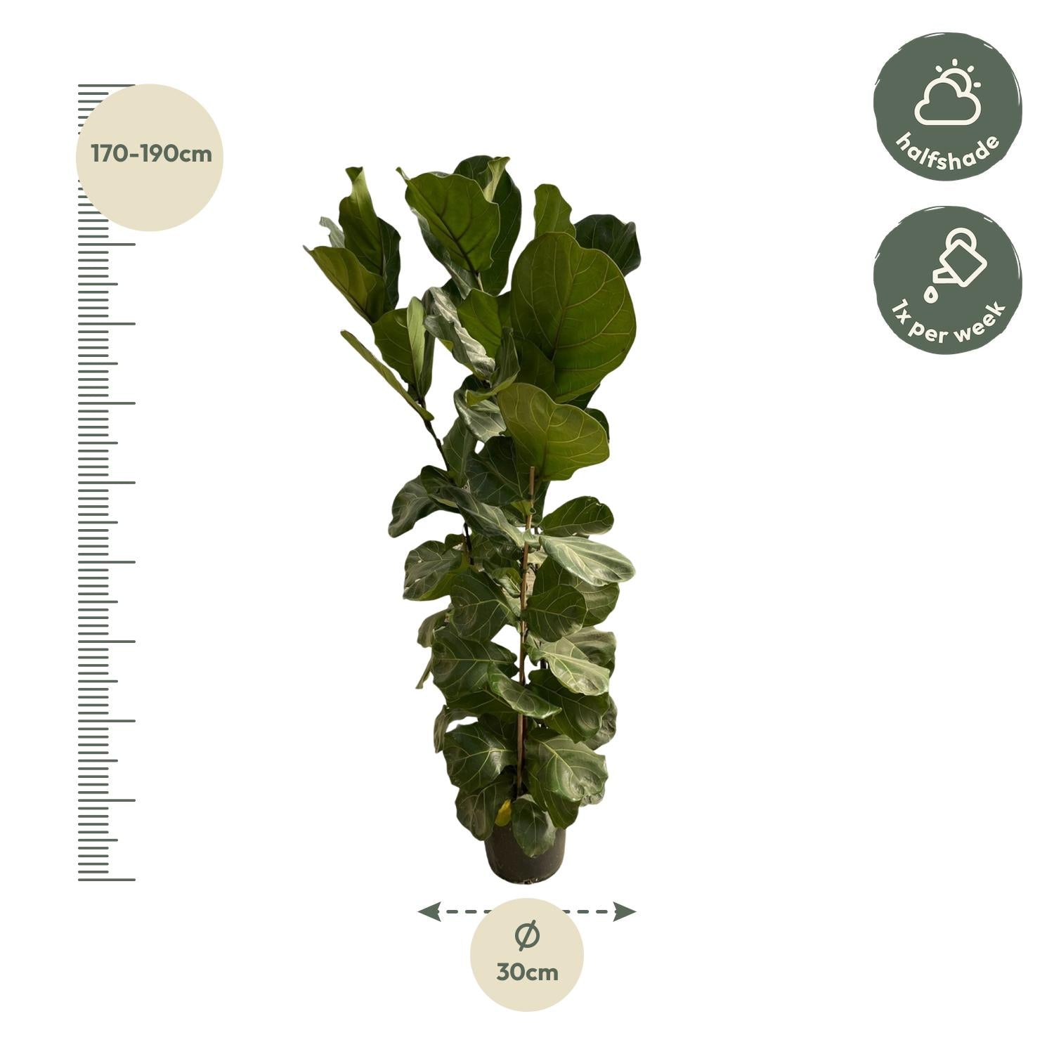 Ficus Lyrata struik - 180 cm - Ø35